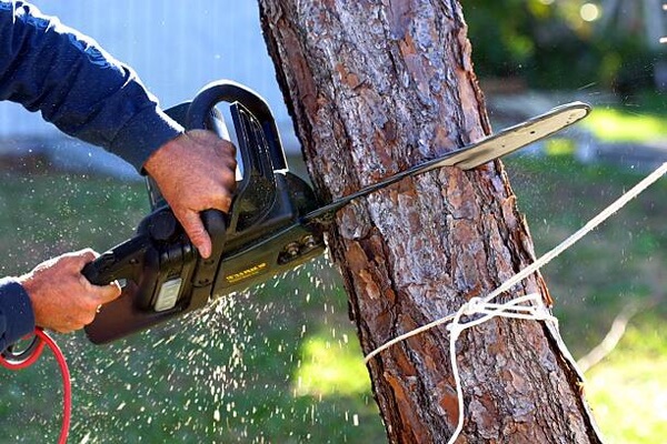 Tree Removal Service in Atlanta