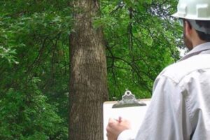 Tree Risk Assessment Atlanta