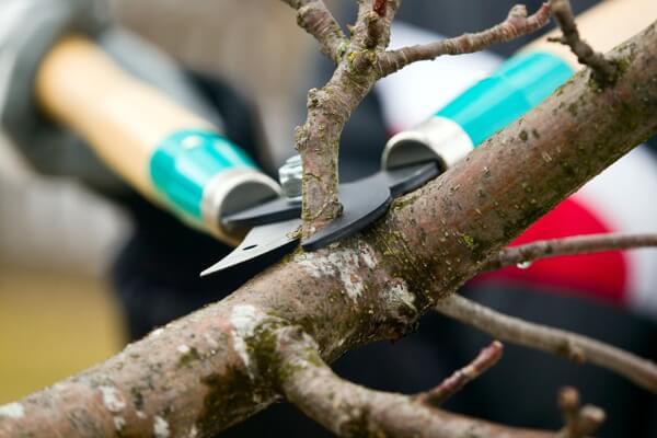 Tree Trimming service in atlanta