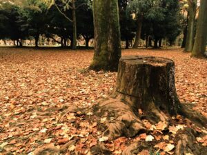 Transforming Your Landscape: The Power of Stump Grinding