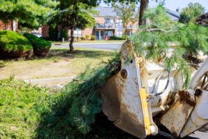 Choosing the Best Tree Removal Service: A Guide for Homeowners with Tree Hazards