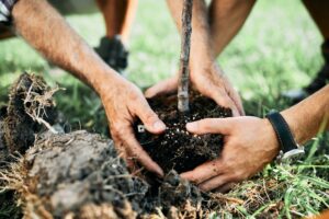 Enhancing Your Outdoor Space: The Benefits of Tree Planting