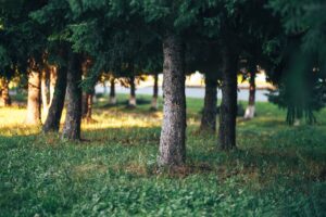 The Art of Successful Tree Planting: Tips for a Thriving Landscape