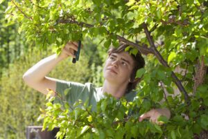 Understanding the Benefits of Regular Tree Trimming and Pruning