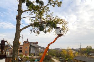 5 Common Tree Hazards and How to Address Them