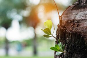 How Stump Grinding Can Improve Your Outdoor Environment