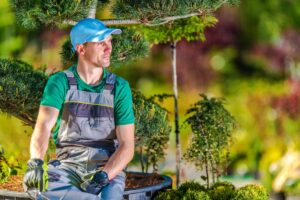 The Dangers of DIY Tree Removal: Why Professionals are Essential