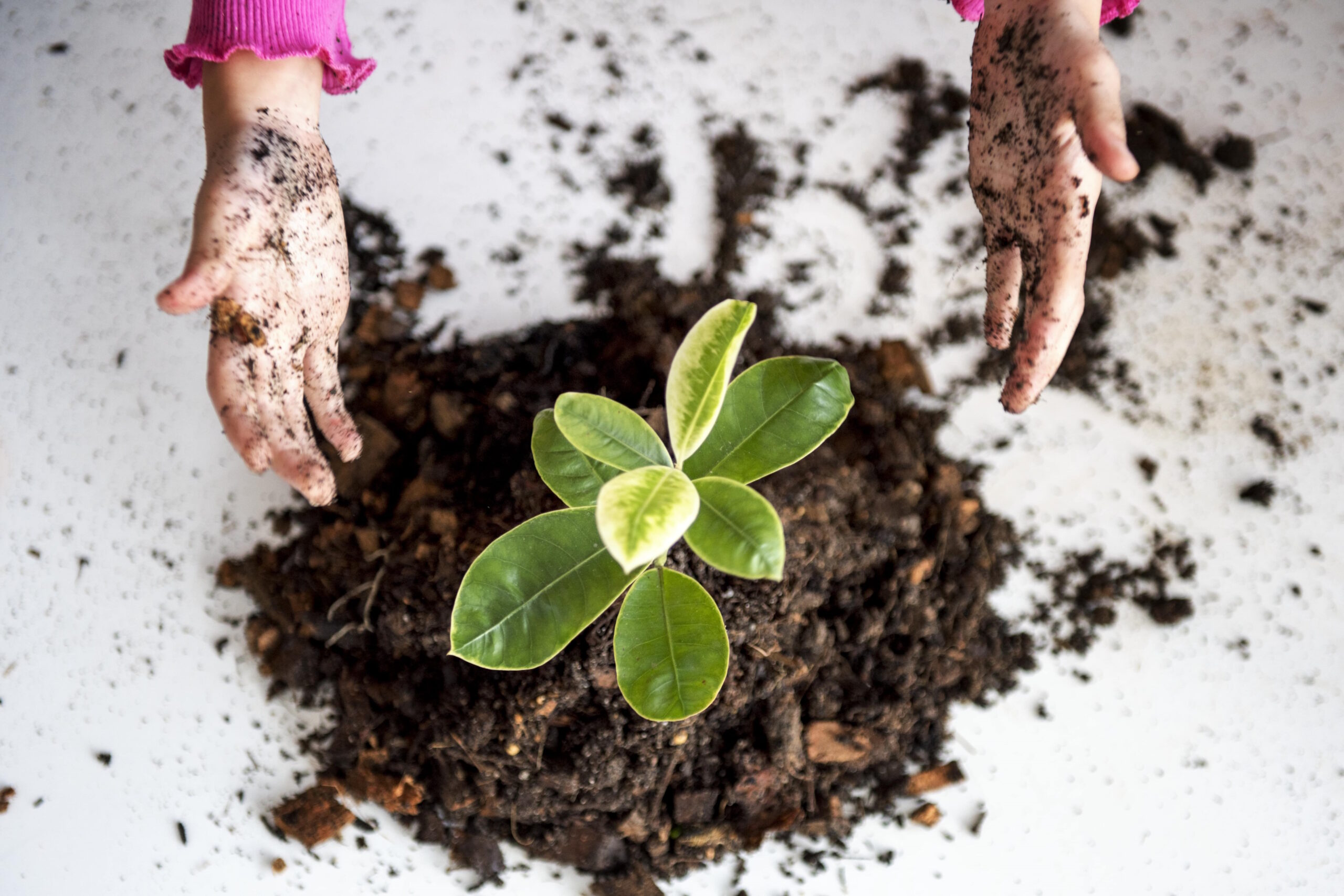 The Economics of Tree Planting: Enhancing Property Value and Energy Efficiency