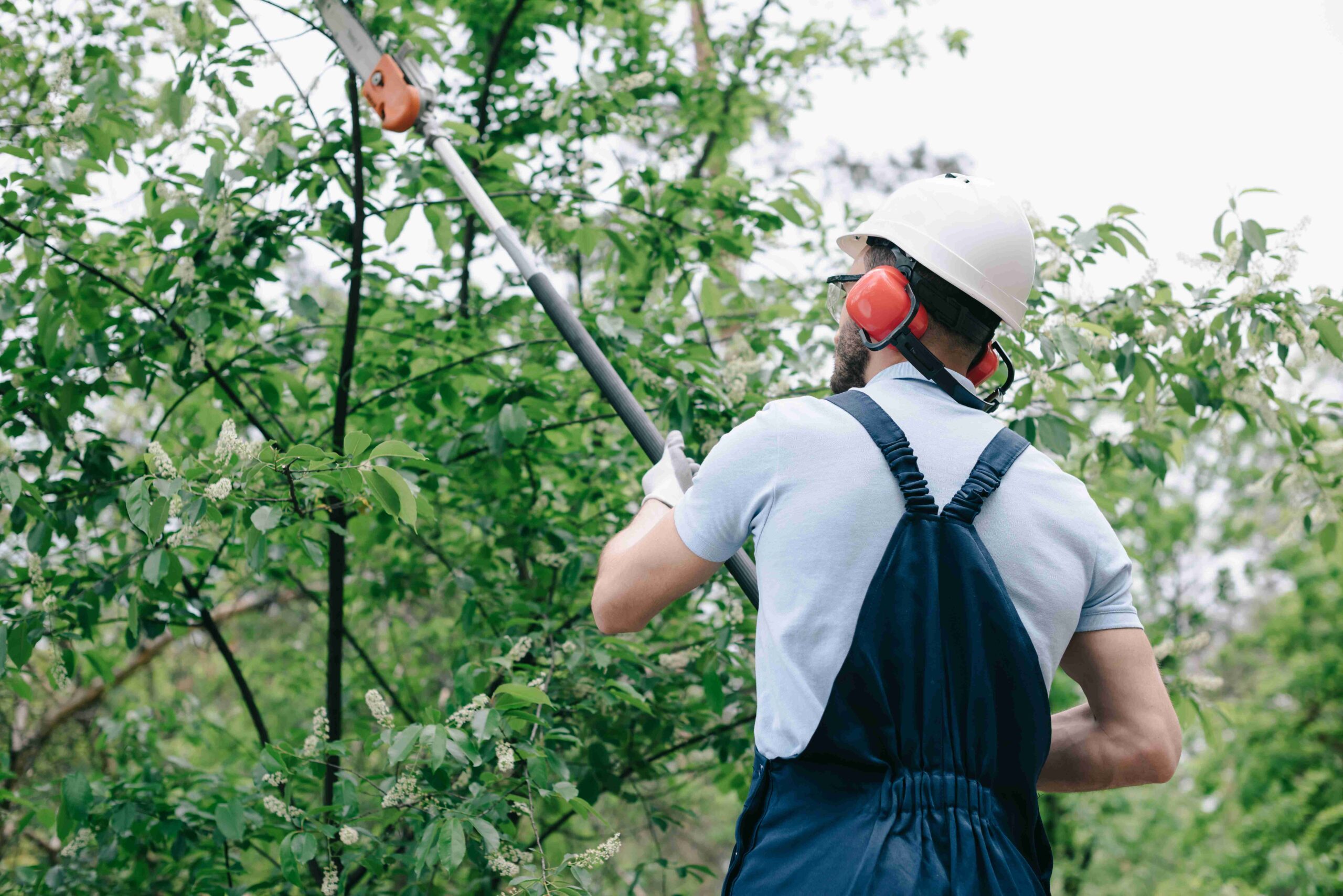 Pruning vs. Trimming: Understanding Techniques for Tree Care