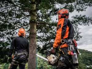 Tree Removal Service in Atlanta