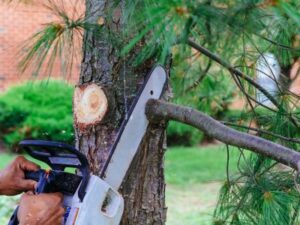 Tree Trimming service in atlanta
